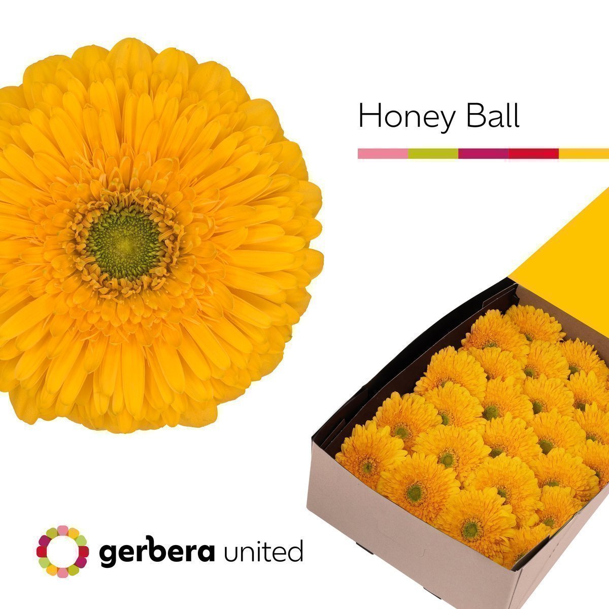 Срезанные цветы оптом Gerbera honey ball от 50шт из Голландии с доставкой по России