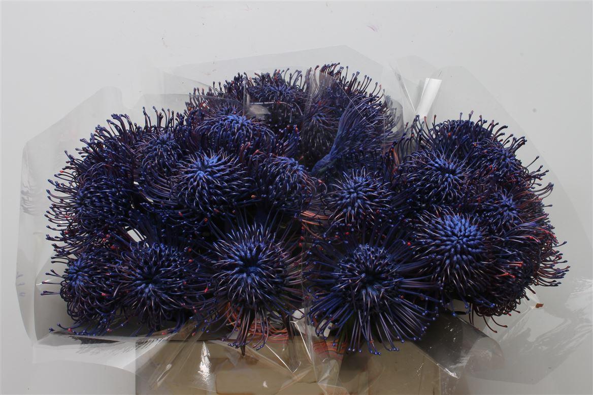 Срезанные цветы оптом Nutans paint blue от 30шт из Голландии с доставкой по России