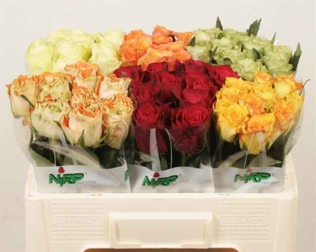 Срезанные цветы оптом Rosa la mix in bucket от 60шт из Голландии с доставкой по России