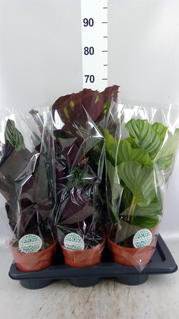 Горшечные цветы и растения оптом Calathea ...mix A от 6шт из Голландии с доставкой по России
