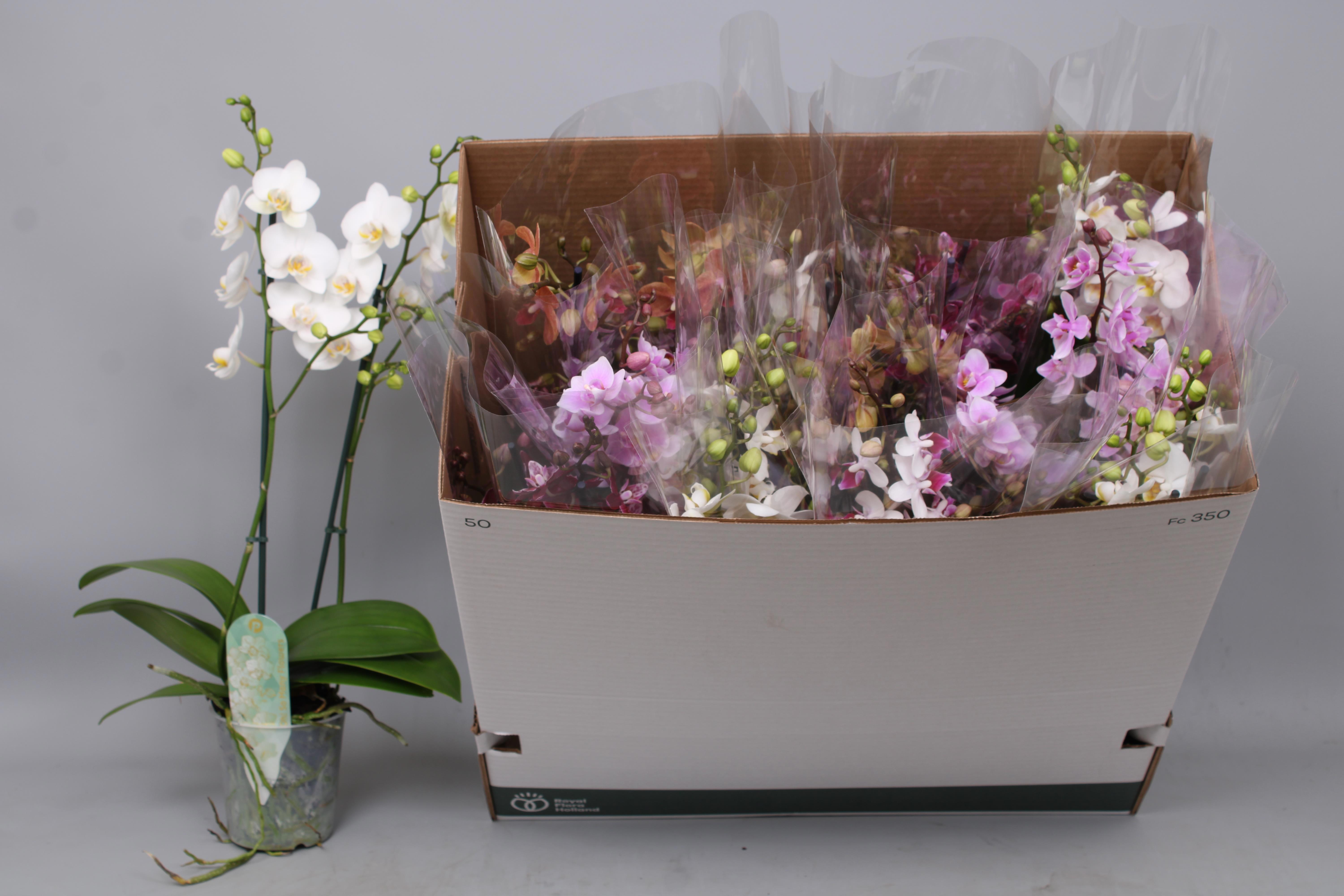 Горшечные цветы и растения оптом Phal Mf Gem 5 Kl от 12шт из Голландии с доставкой по России