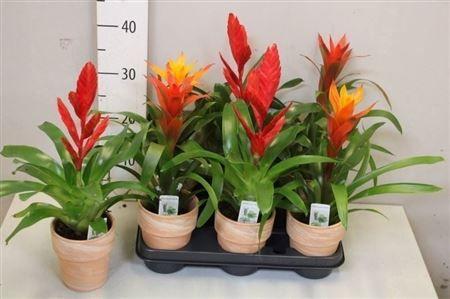 Горшечные цветы и растения оптом Bromelia Gem Terracotta от 6шт из Голландии с доставкой по России