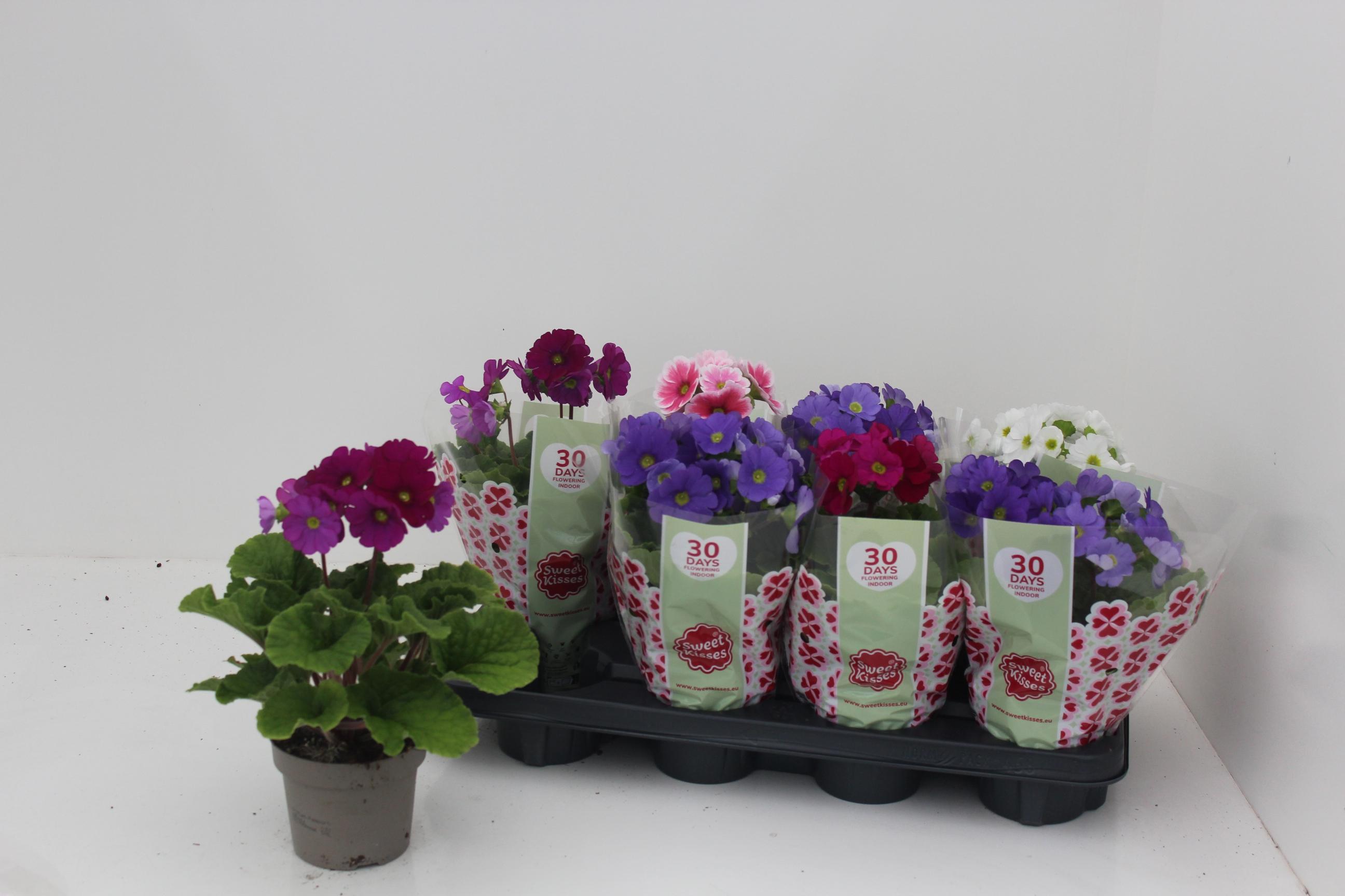 Горшечные цветы и растения оптом Prim Ob Sweetk A Gem от 8шт из Голландии с доставкой по России