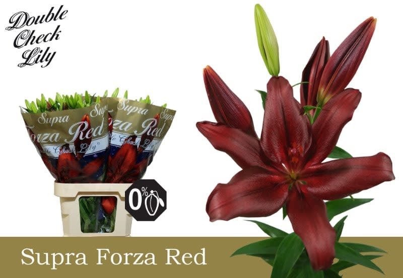 Срезанные цветы оптом Lilium la forza red от 50шт из Голландии с доставкой по России