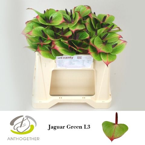 Срезанные цветы оптом Anthurium jaguar green от 60шт из Голландии с доставкой по России