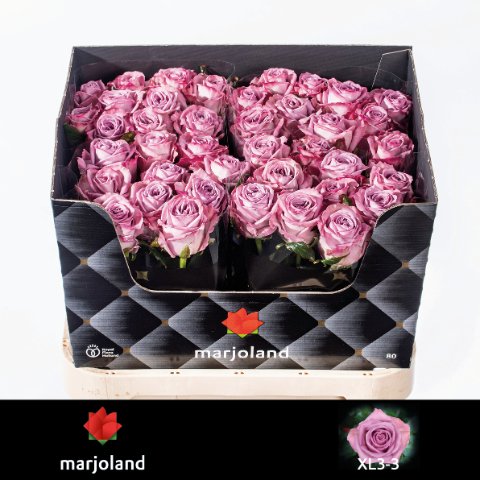 Срезанные цветы оптом Rosa large nayeli! XL от 40шт из Голландии с доставкой по России