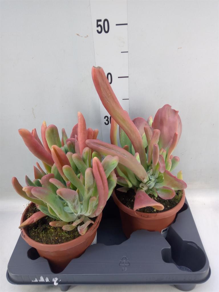 Горшечные цветы и растения оптом Kalanchoe Nf   ... от 2шт из Голландии с доставкой по России