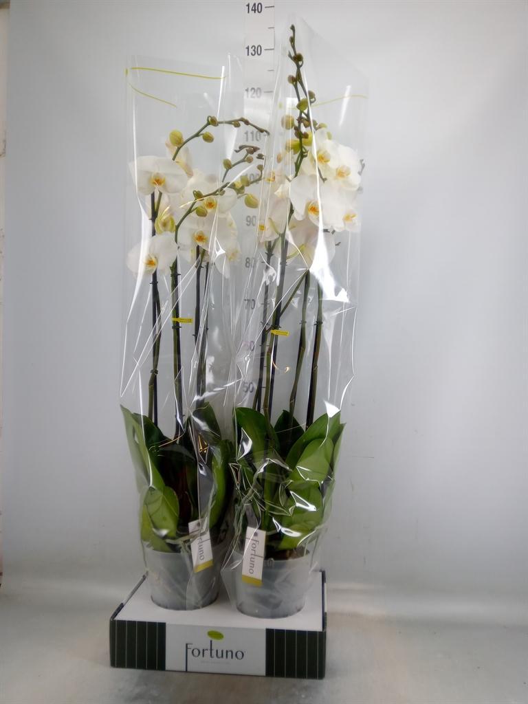 Горшечные цветы и растения оптом Phalaenopsis   ...white от 2шт из Голландии с доставкой по России