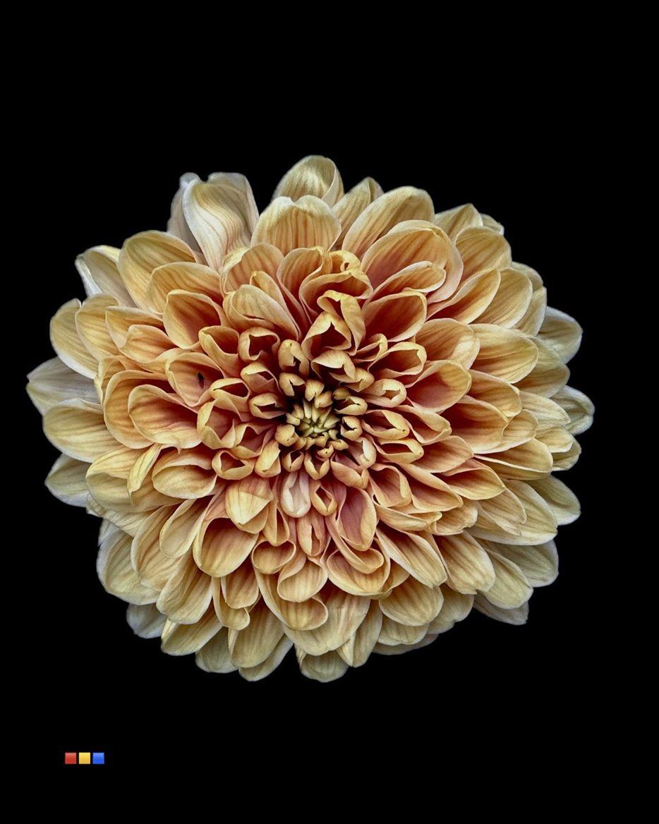 Срезанные цветы оптом Chrys sp paint altaj camel от 40шт из Голландии с доставкой по России