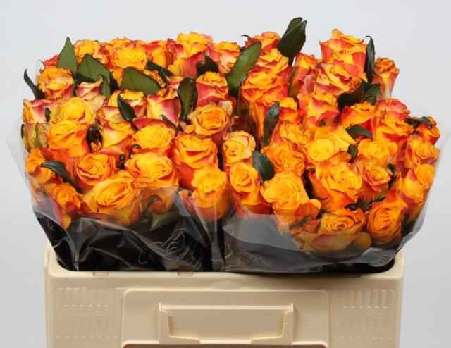 Срезанные цветы оптом Rosa la easy fashion от 50шт из Голландии с доставкой по России