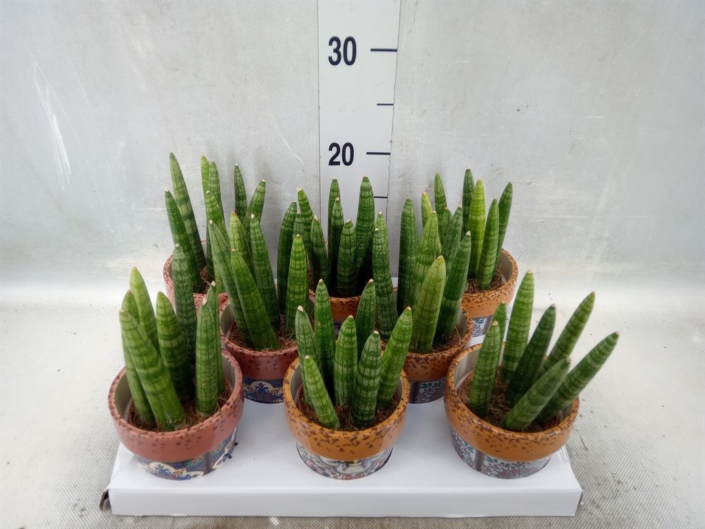 Горшечные цветы и растения оптом Sansevieria Cyl.  ... от 8шт из Голландии с доставкой по России