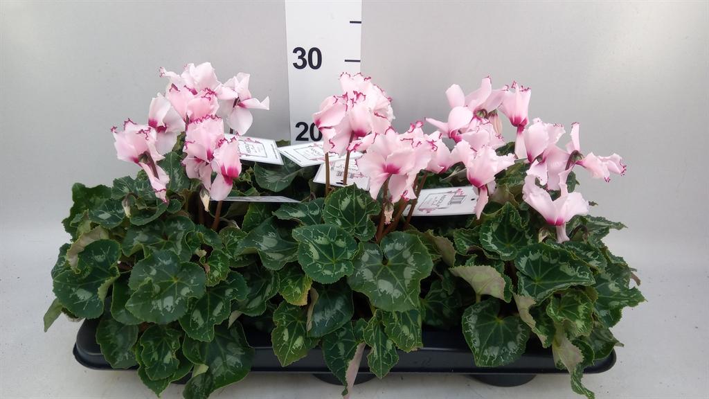 Горшечные цветы и растения оптом Cyclamen Gr ... от 6шт (для телеги) из Голландии с доставкой по России