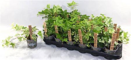 Горшечные цветы и растения оптом Hedera Mix от 18шт (для телеги) из Голландии с доставкой по России