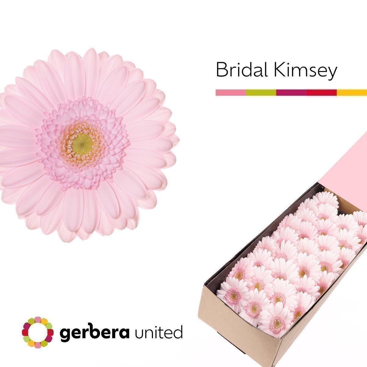 Срезанные цветы оптом Germini bridal kimsey от 30шт из Голландии с доставкой по России