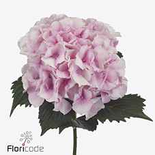 Срезанные цветы оптом Hydrangea royal grandeur от 10шт из Голландии с доставкой по России