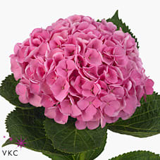 Срезанные цветы оптом Hydrangea mag opal от 10шт. из Голландии с доставкой по России