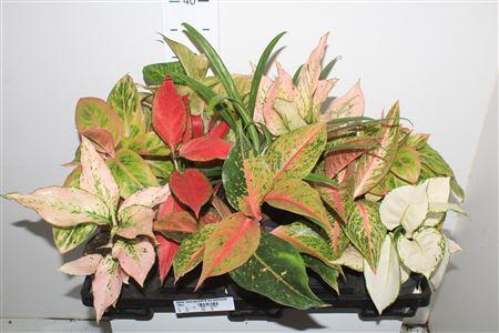 Горшечные цветы и растения оптом Aglao Special Mix 8 Srt Exclusief от 10шт из Голландии с доставкой по России