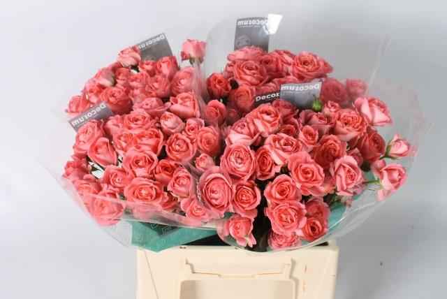 Срезанные цветы оптом Rosa sp femke от 40шт из Голландии с доставкой по России