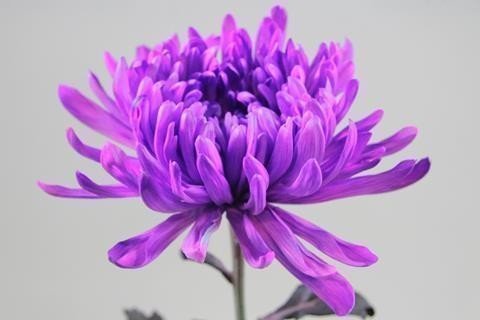 Срезанные цветы оптом Chrys bl paint antonov milka от 40шт из Голландии с доставкой по России