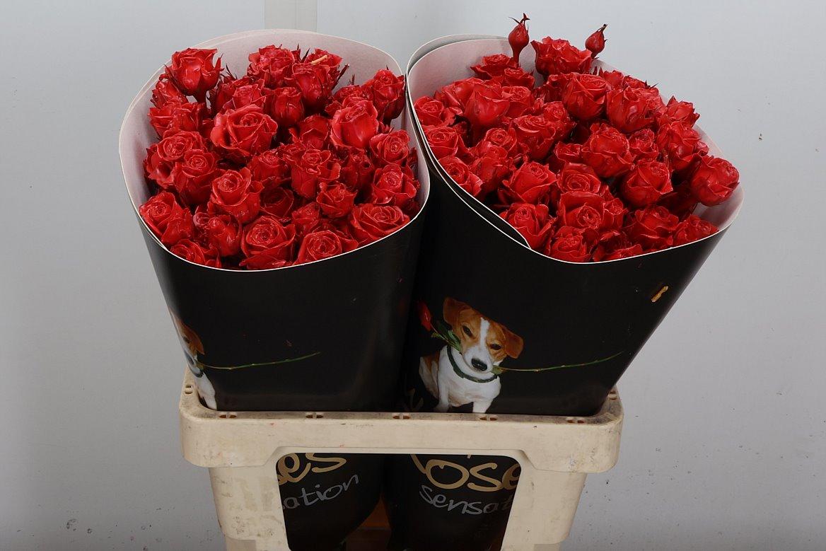 Срезанные цветы оптом Rosa spray wax red light от 20шт из Голландии с доставкой по России