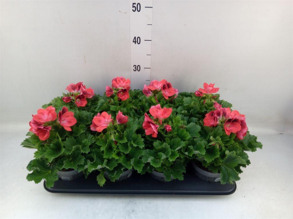 Горшечные цветы и растения оптом Pelargonium Gran.   .. от 8шт из Голландии с доставкой по России