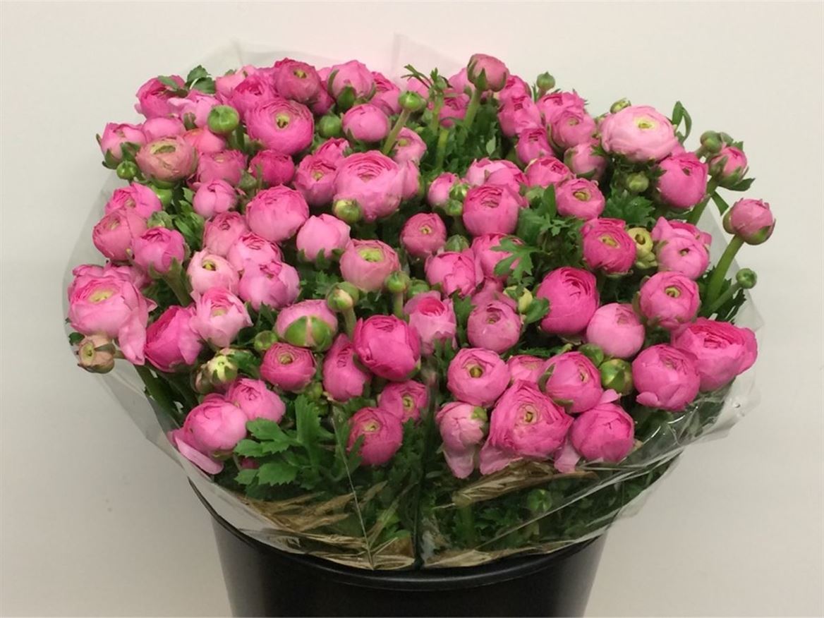 Срезанные цветы оптом Ranunculus elegance pink dark от 100шт из Голландии с доставкой по России