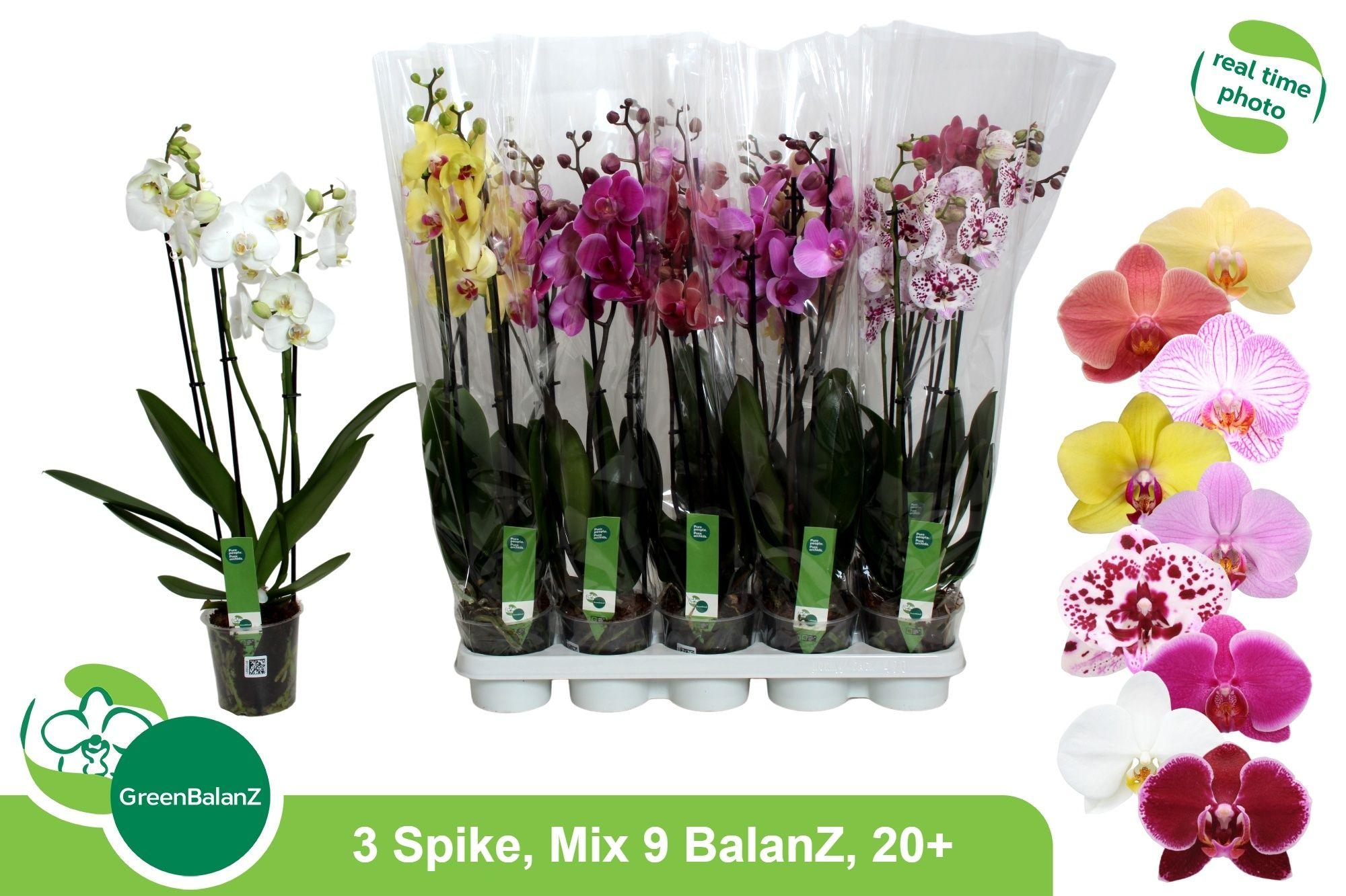 Горшечные цветы и растения оптом Phal Gem 9 Kl от 10шт из Голландии с доставкой по России