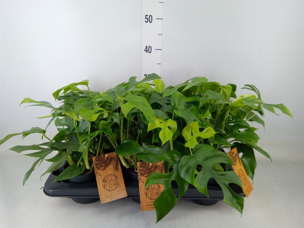 Горшечные цветы и растения оптом Monstera   ... от 6шт' из Голландии с доставкой по России