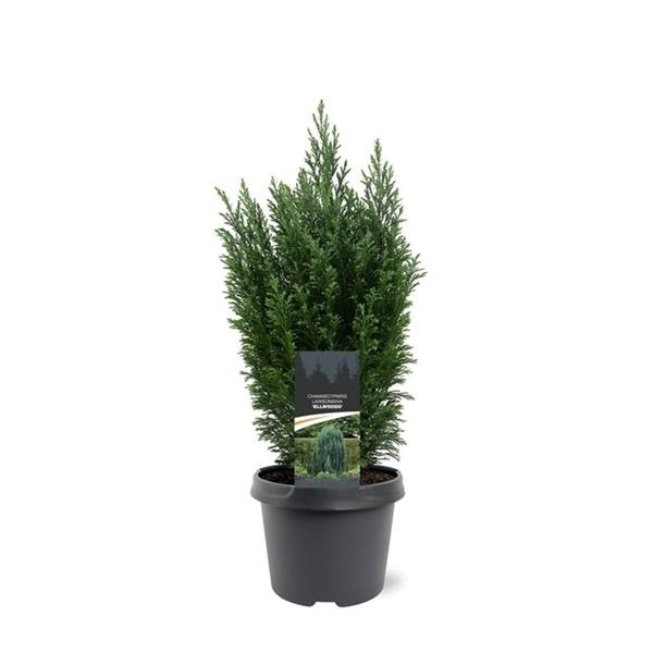 Горшечные цветы и растения оптом Chamaecyparis Laws Ellwoodii от 1шт из Голландии с доставкой по России