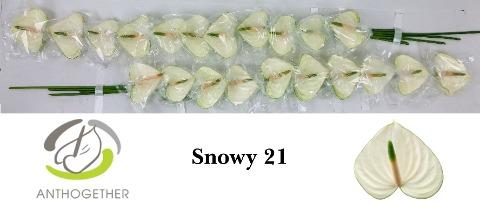 Срезанные цветы оптом Anthurium snowy от 21шт из Голландии с доставкой по России