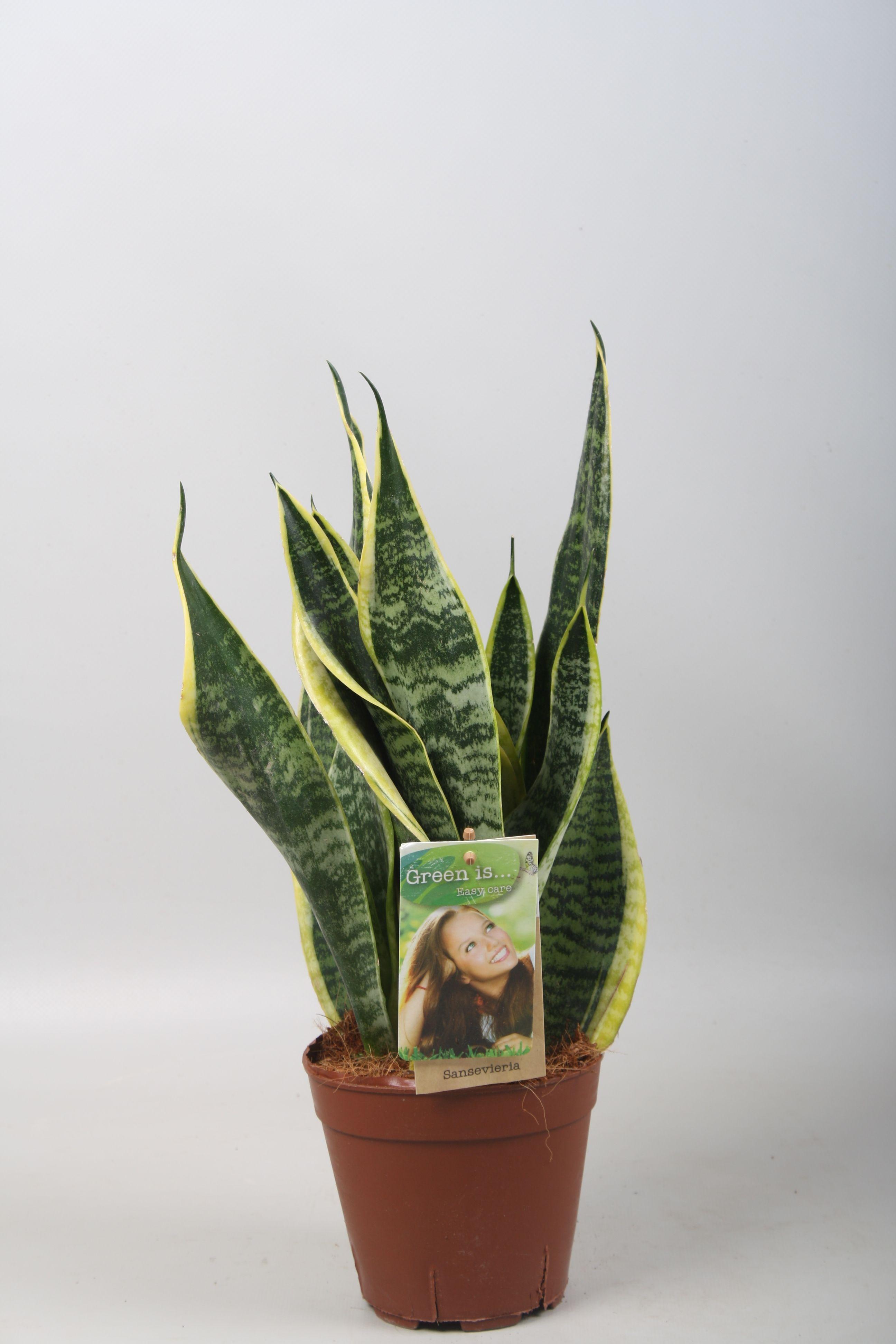Горшечные цветы и растения оптом Sansevieria Futura Superba от 7шт из Голландии с доставкой по России