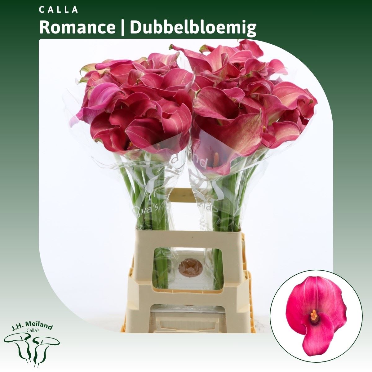 Срезанные цветы оптом Zantedeschia captain romance double от 40шт из Голландии с доставкой по России