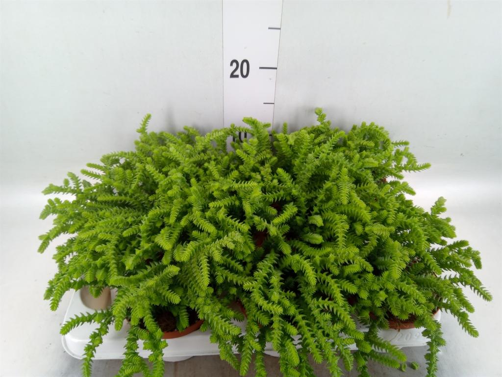 Горшечные цветы и растения оптом Crassula   ... от 9шт из Голландии с доставкой по России