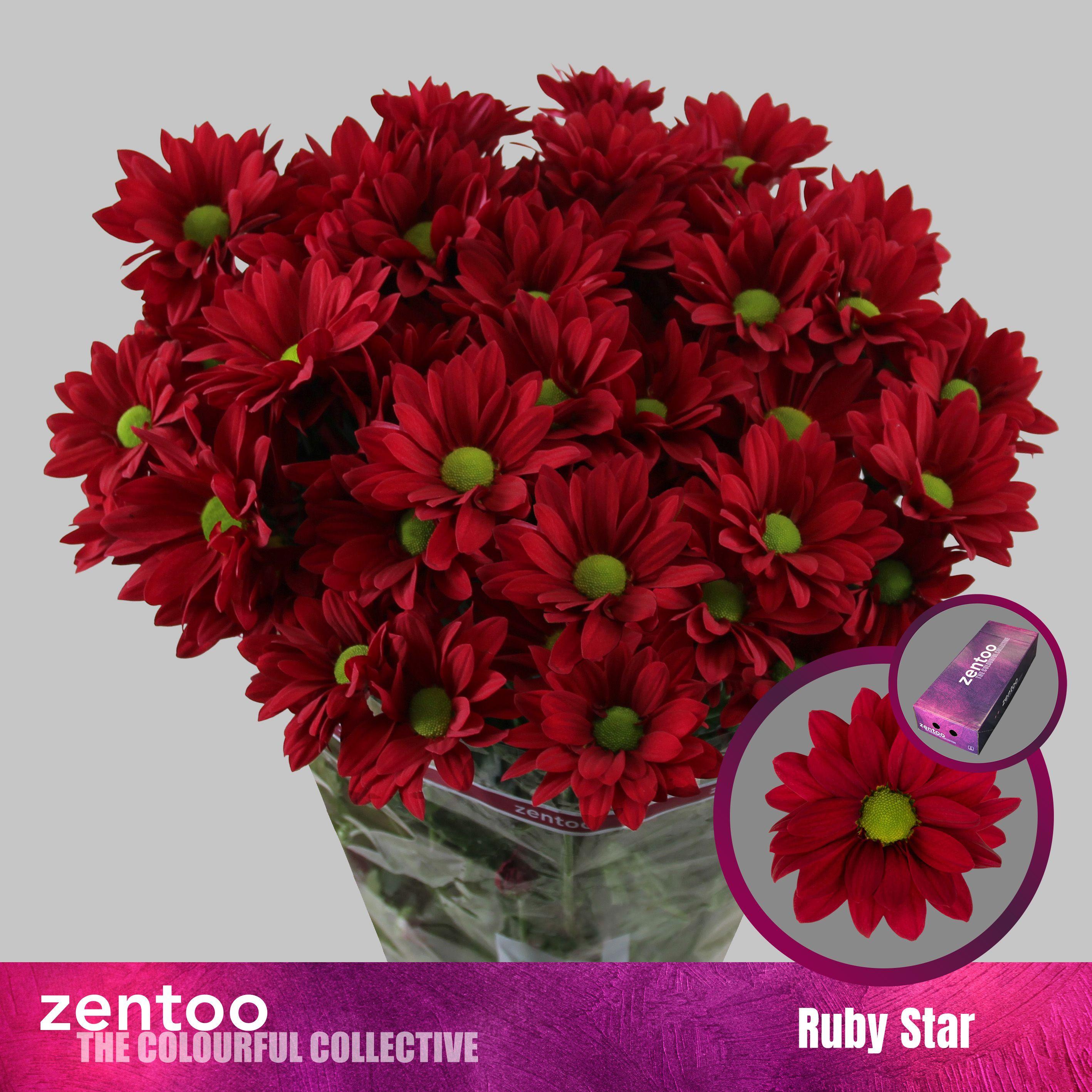 Срезанные цветы оптом Chrys sp ruby star от 160шт из Голландии с доставкой по России