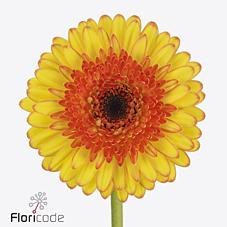 Срезанные цветы оптом Germini barbados от 80шт из Голландии с доставкой по России