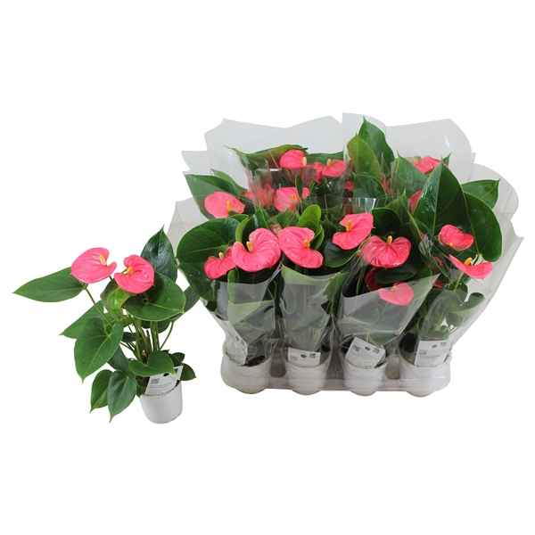 Горшечные цветы и растения оптом Anth An Arisa Pink 4+ от 12шт из Голландии с доставкой по России