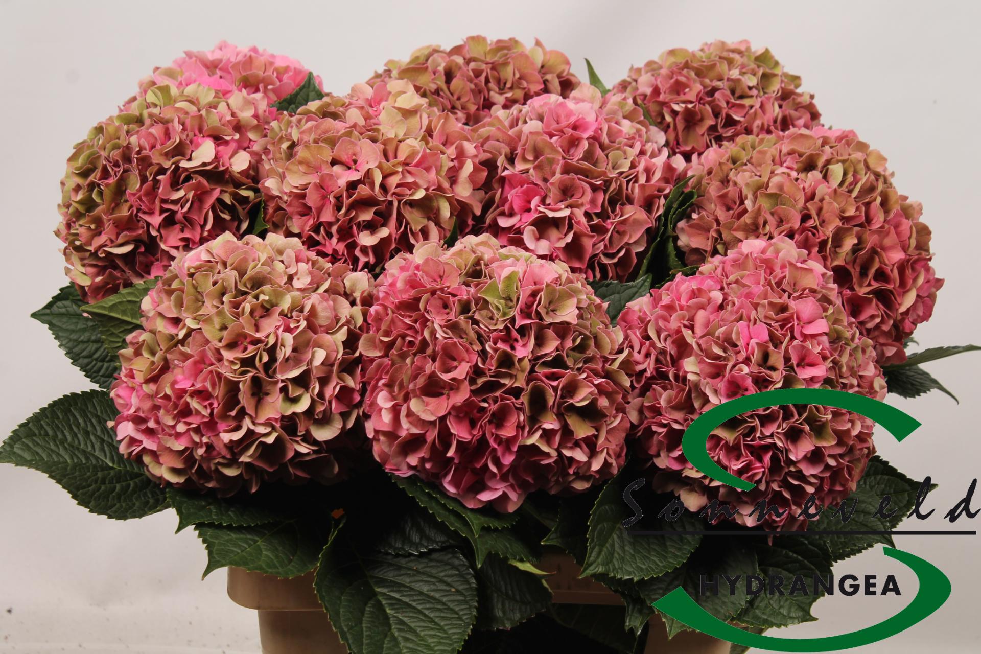Срезанные цветы оптом Hydrangea glowing alps pink от 10шт из Голландии с доставкой по России