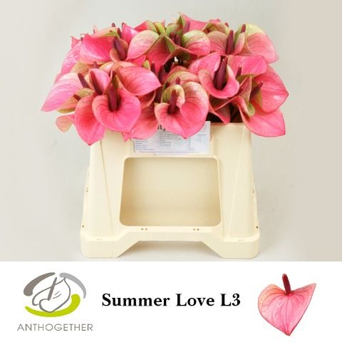 Срезанные цветы оптом Anthurium love summer от 60шт из Голландии с доставкой по России