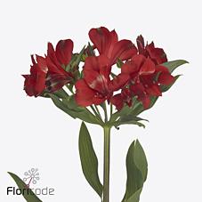Срезанные цветы оптом Alstroemeria rockstar от 50шт из Голландии с доставкой по России