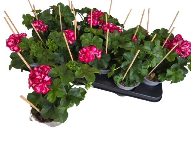 Горшечные цветы и растения оптом Pel Pelt Rouletta от 12шт из Голландии с доставкой по России