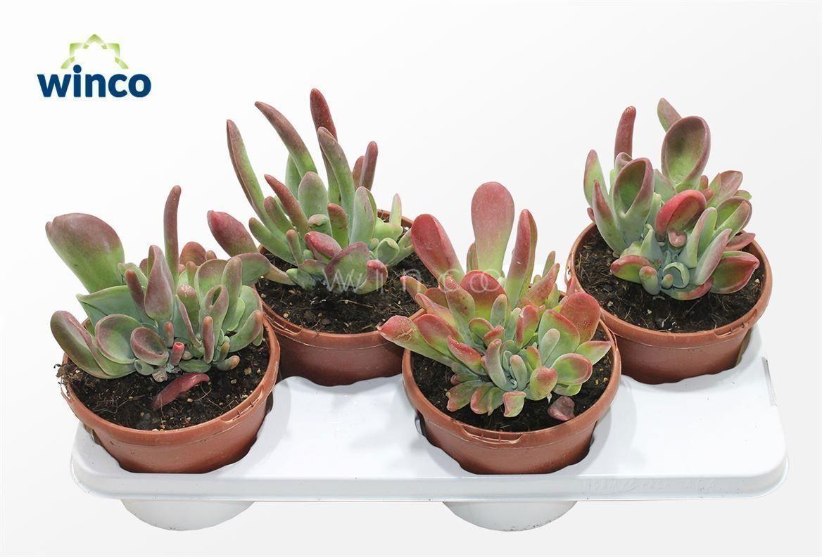 Горшечные цветы и растения оптом Kalanchoe Ov от 4шт из Голландии с доставкой по России