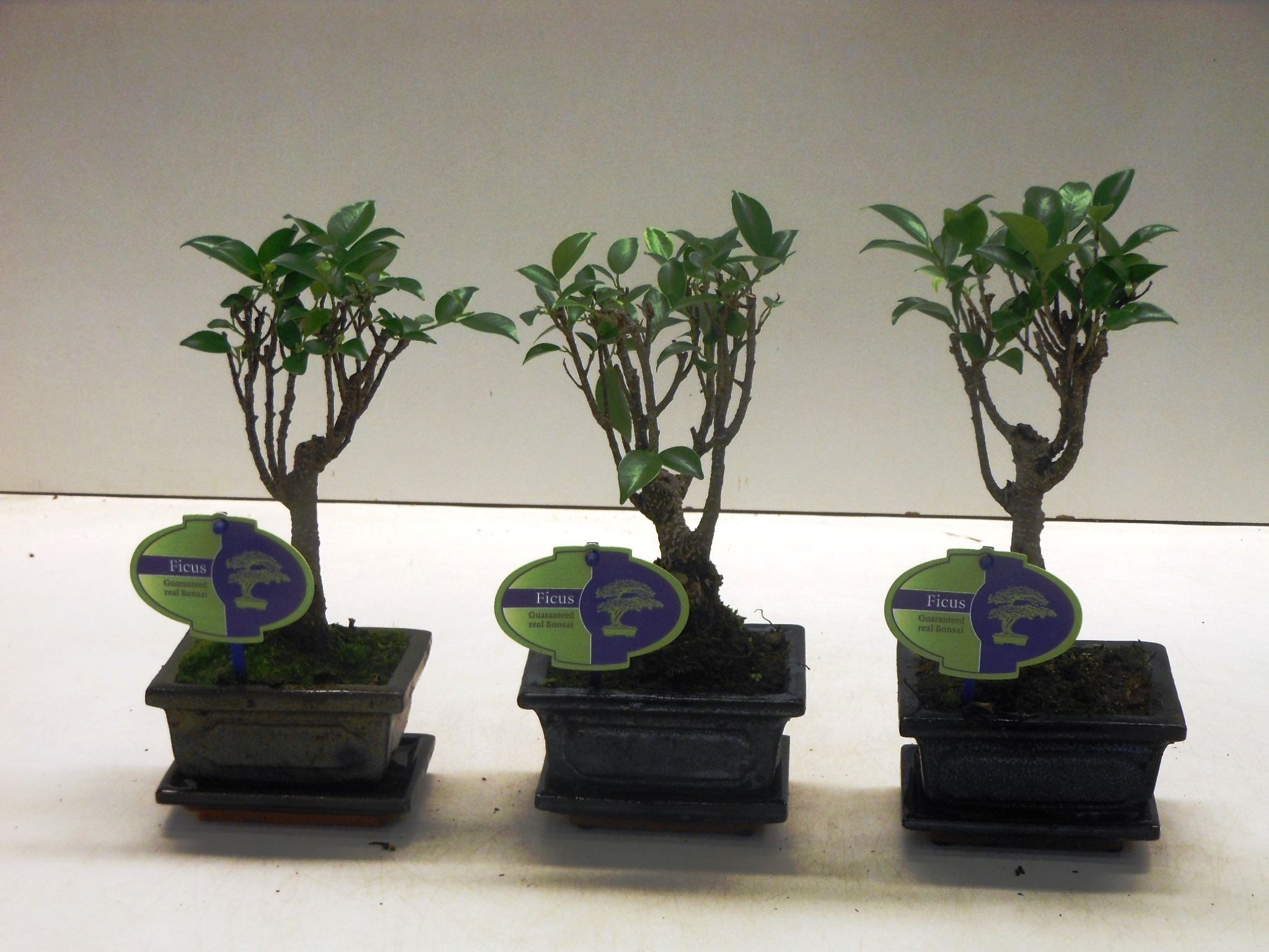 Горшечные цветы и растения оптом Bonsai Ficus Retusa, With Drip Tray от 12шт из Голландии с доставкой по России