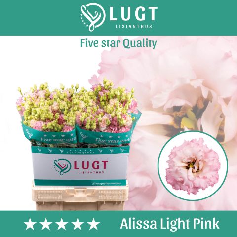 Срезанные цветы оптом Lisianthus do alissa light pink от 140шт. из Голландии с доставкой по России