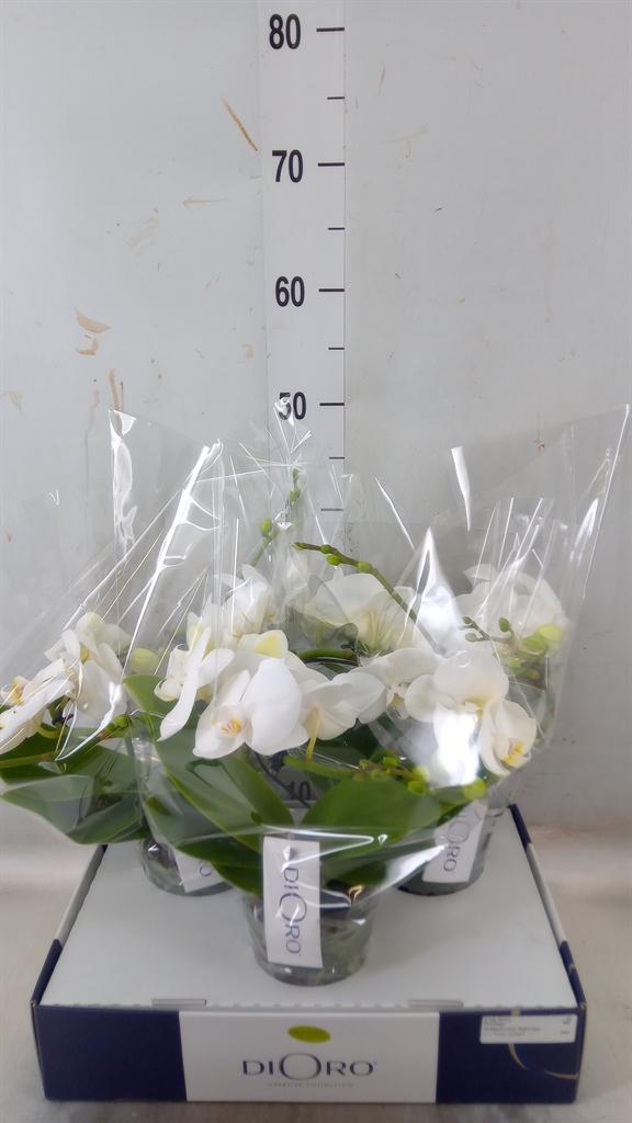 Горшечные цветы и растения оптом Phalaenopsis   ...white от 3шт из Голландии с доставкой по России