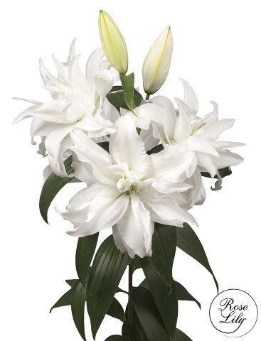Срезанные цветы оптом Lilium or dbl roselily (our choice) white от 20шт из Голландии с доставкой по России