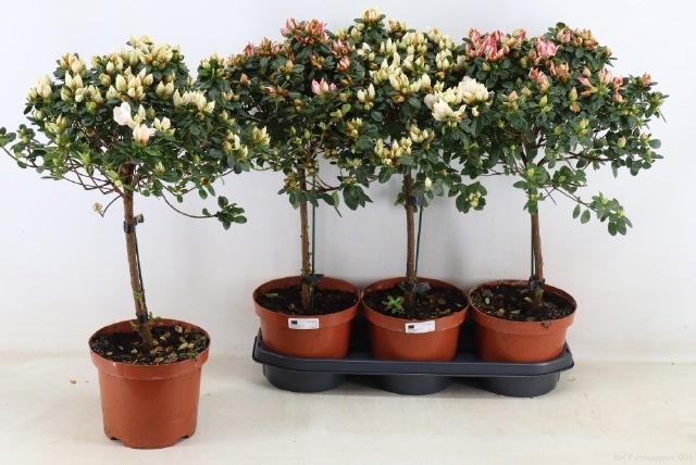 Горшечные цветы и растения оптом Rhodo Ov от 3шт из Голландии с доставкой по России