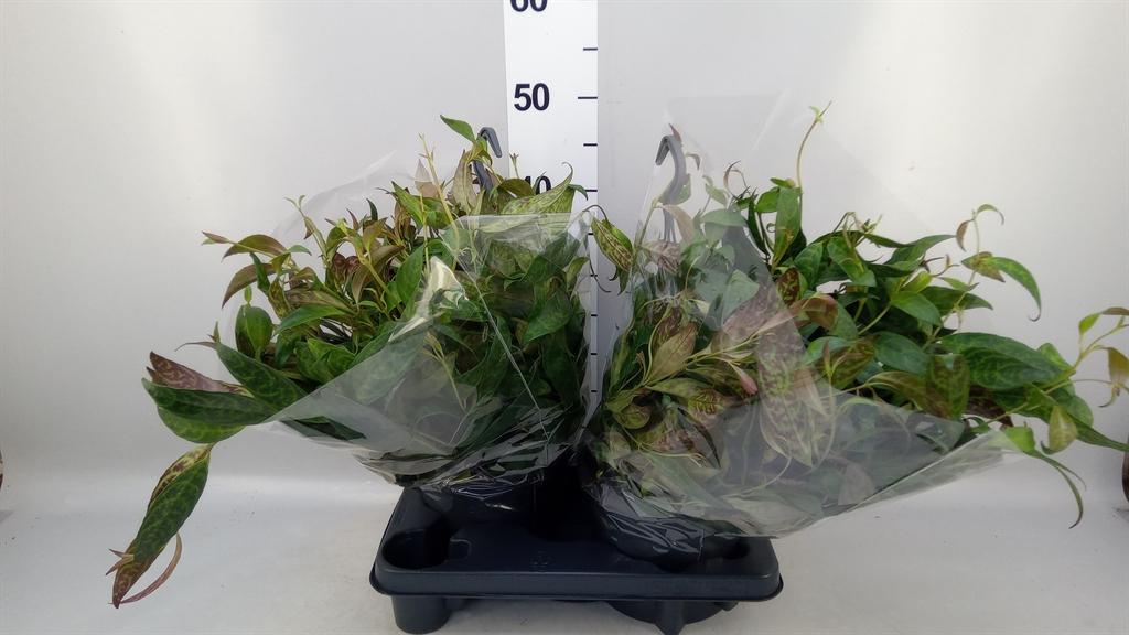 Горшечные цветы и растения оптом Aeschynanthus Marmoratus от 2шт из Голландии с доставкой по России