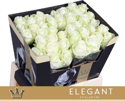 Срезанные цветы оптом Rosa large avalanche+ Bernhard Elegant от 40шт из Голландии с доставкой по России