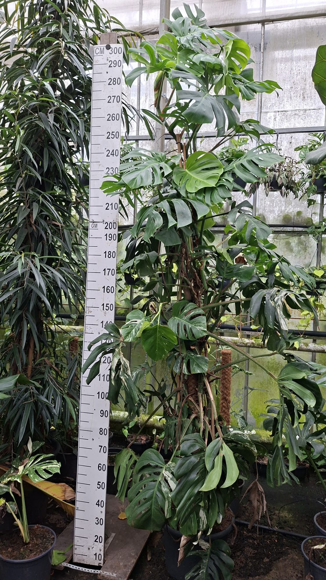 Горшечные цветы и растения оптом Monstera Del. Var. Xxl от 1шт из Голландии с доставкой по России
