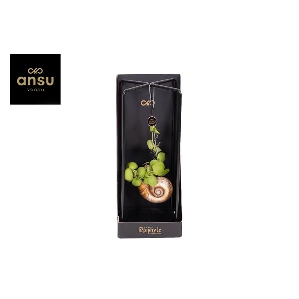 Горшечные цветы и растения оптом Epiphyte Collection - Dischidia от 6шт из Голландии с доставкой по России